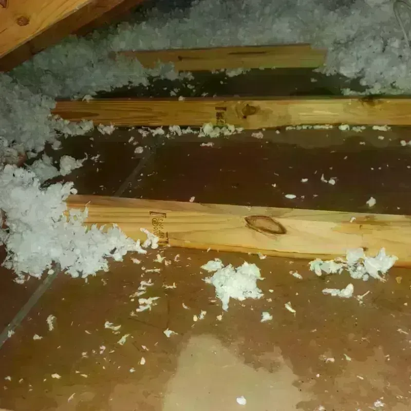 Attic Water Damage in Gaston, SC